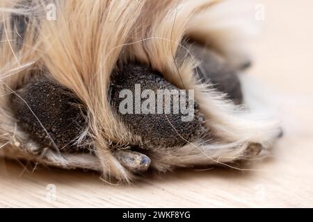 White Dog Pfote zu Hause Nahaufnahme, Makrofoto Stockfoto