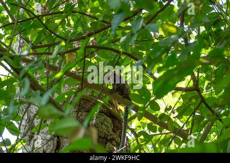 Schwarz getuftete Murmeltier sitzt auf einem Ast in einem Baum Stockfoto