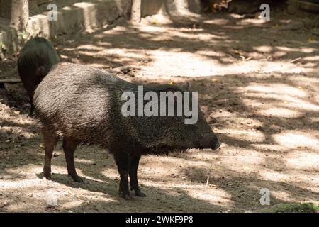 Der Kragen sieht aus wie ein Schwein oder Wildschwein, aber es ist eine andere Art Stockfoto