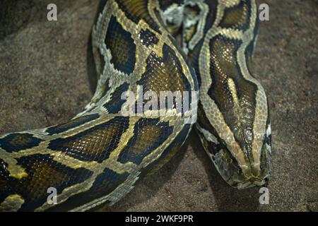 Python bivittatus mit Nahaufnahme an Kopf und Hautbild Stockfoto