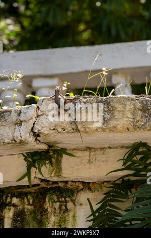 Lava Lizard ruht und erwärmt sich auf einem Stein in Brasilien Stockfoto