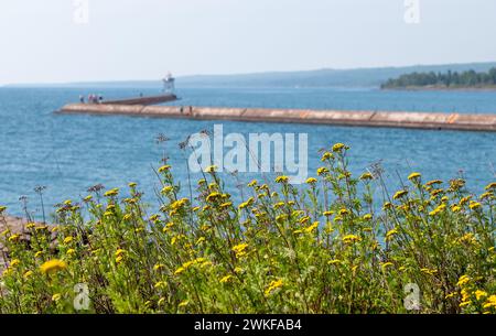 Yellow tansy Flowers Nahaufnahme, mit Lighthouse Jetty am Lake Superior aus dem Fokus, in Two Harbors, Minnesota an einem sonnigen Tag. Stockfoto