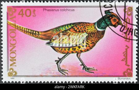 Von der Mongolei gedruckte gestempelte Briefmarke, die den Fasan (Phasianus colchicus) zeigt, um 1991. Stockfoto