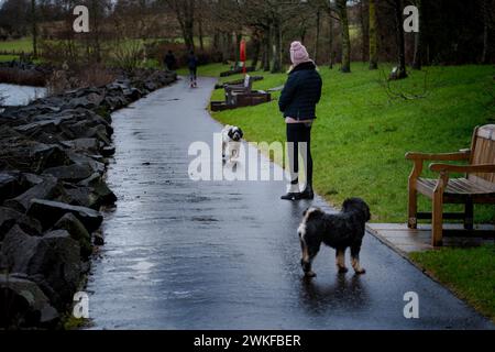 Dame, die zwei Hunde im örtlichen Kulturerbe-Park spaziert Stockfoto