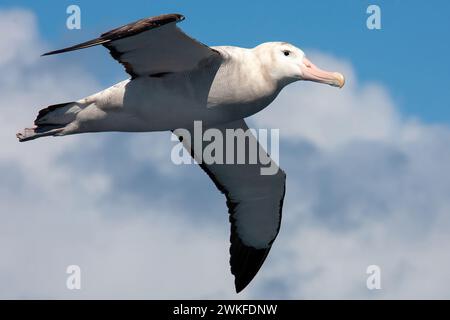 Wandering Albatros ( Diomedea exulans ) im Flug, Drake Passage, Südpolarmeer, Antarktische Halbinsel, Antarktis Stockfoto