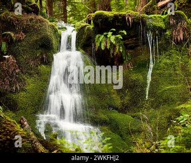 Hellgrünes Moos umgibt einen seidenweißen Wasserfall, der in einem lokalen Park über eine Klippe fällt. Stockfoto