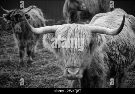 Highland-Rinder an einem bedeckten Herbstmorgen Stockfoto