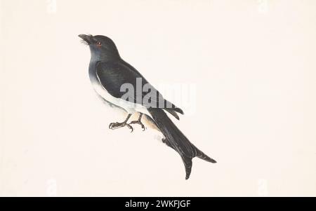 Weißbauchdrongo (Dicrurus caerulescens) von Gwillim Elizabeth im Jahre 1801 Stockfoto