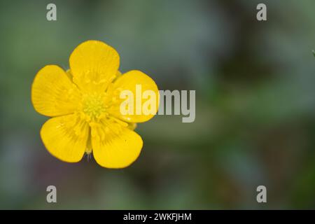 ranunkulus tuberosus, HolzButterblume, Nahaufnahme, Makroaufnahme mit feinen Details Stockfoto