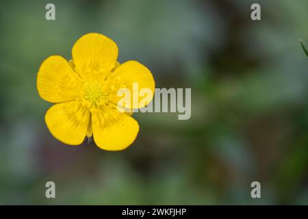 ranunkulus tuberosus, HolzButterblume, Nahaufnahme, Makroaufnahme mit feinen Details Stockfoto