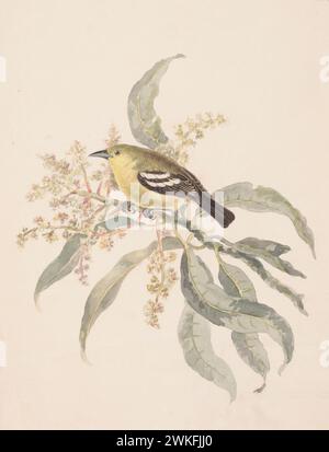 Gewöhnliche Iora (Aegithina tiphia) von Gwillim Elizabeth 1801 Stockfoto