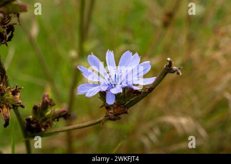 Cichorium intybus Familie Asteraceae Gattung Cichorium Gemeinsame Zichorien wilde Naturblume Stockfoto