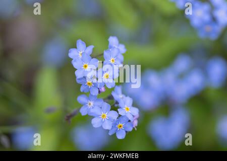 Vergiss-mich-nicht, Myosotis sylvatica, Nahaufnahme, sehr detailliert, in einem Garten Stockfoto