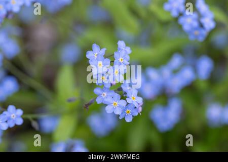 Vergiss-mich-nicht, Myosotis sylvatica, Nahaufnahme, sehr detailliert, in einem Garten Stockfoto