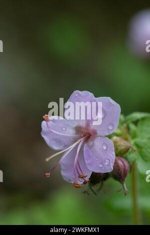 Nahaufnahme von Geranium macrorrhizum, Steinkran-geraniaceae mit Wassertropfen auf der Blume Stockfoto