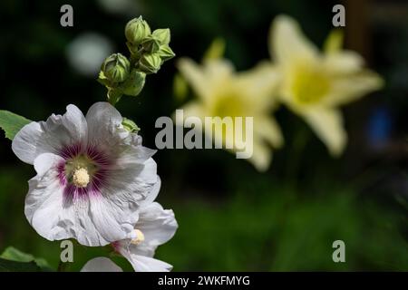 Hollyhock, Alcea rosea, flowerijng i Cottage Garden, Brownsburg-Chatham, Quebec, Kanada Stockfoto