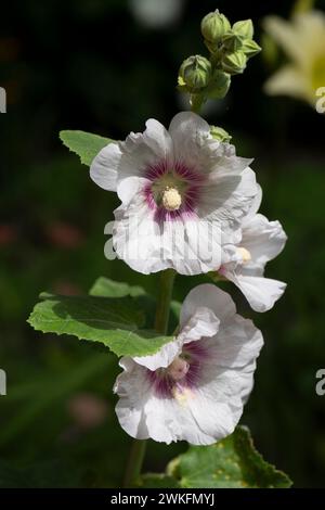 Hollyhock, Alcea rosea, flowerijng i Cottage Garden, Brownsburg-Chatham, Quebec, Kanada Stockfoto