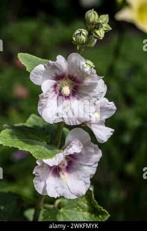 Hollyhock, Alcea rosea, flowerijng i Cottage Garden, Brownsburg-Chatham, Quebec, Kanada Stockfoto