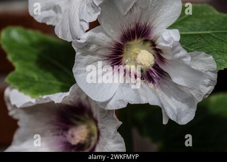 Hollyhock, Alcea rosea, flowerijng i Cottage Garden, Brownsburg-Chatham, Quebec, Kanada Stockfoto