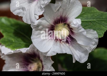 Hollyhock, Alcea rosea, flowerijng i Cottage Garden, Brownsburg-Chatham, Quebec, Kanada Stockfoto