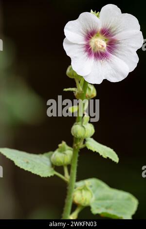 Hollyhock, Alcea rosea, flowerijng i Cottage Garden, Brownsburg-Chatham, Quebec, Kanada Stockfoto