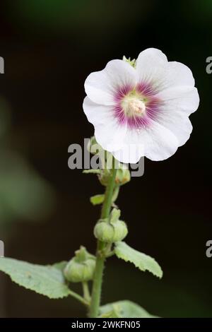 Hollyhock, Alcea rosea, flowerijng i Cottage Garden, Brownsburg-Chatham, Quebec, Kanada Stockfoto