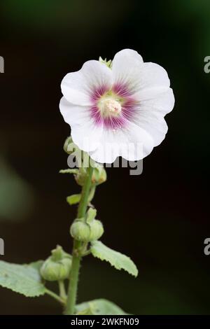 Hollyhock, Alcea rosea, flowerijng i Cottage Garden, Brownsburg-Chatham, Quebec, Kanada Stockfoto