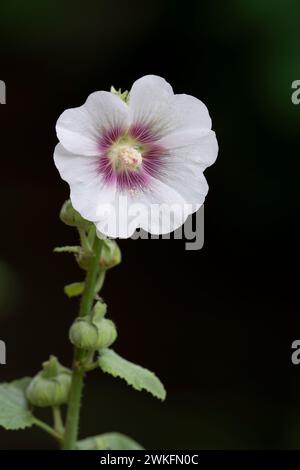 Hollyhock, Alcea rosea, flowerijng i Cottage Garden, Brownsburg-Chatham, Quebec, Kanada Stockfoto