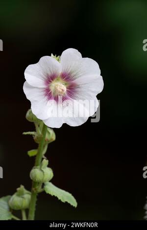 Hollyhock, Alcea rosea, flowerijng i Cottage Garden, Brownsburg-Chatham, Quebec, Kanada Stockfoto