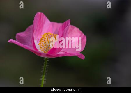 Nahaufnahme, Makro,. Blick auf Ice Poppy, Papaver Croceum, wächst in einem Hüttengarten, Brownsburg-Chatham, Quebec, Kanada Stockfoto