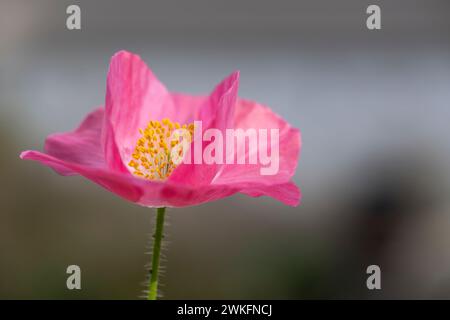 Nahaufnahme, Makro,. Blick auf Ice Poppy, Papaver Croceum, wächst in einem Hüttengarten, Brownsburg-Chatham, Quebec, Kanada Stockfoto