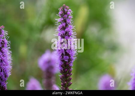 Liatris pycnostachya, Prairie Blazing Star, hohe schlanke, lavendelfarbene Blume wächst im Hüttengarten Stockfoto