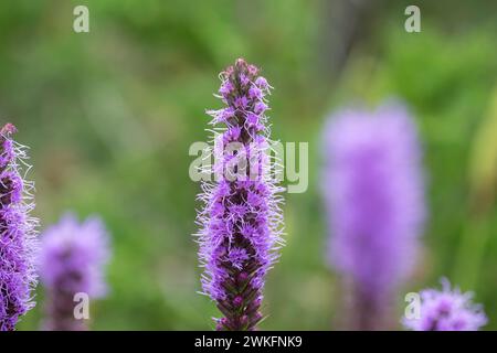 Liatris pycnostachya, Prairie Blazing Star, hohe schlanke, lavendelfarbene Blume wächst im Hüttengarten Stockfoto