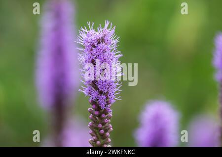 Liatris pycnostachya, Prairie Blazing Star, hohe schlanke, lavendelfarbene Blume wächst im Hüttengarten Stockfoto