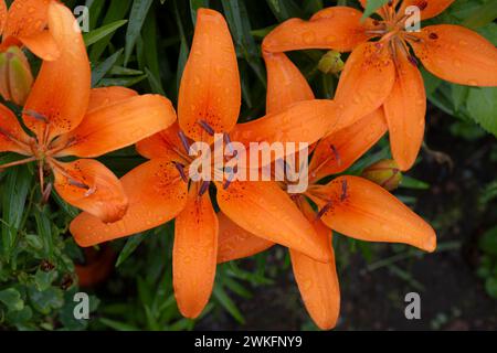 Orange Lilie, Lilium bulbiferum, im Hüttengarten Brownsburg-Chatham, Quebec, Kanada. Stockfoto