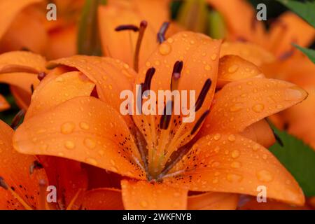 Orange Tigerlilie, Lilium lancifolium, Nahaufnahme, Makro, sehr detailliert auf Blumenteilen Stockfoto