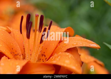 Orange, Pink, Tulpe, Tulipa gesneriana, im Garten, Makroaufnahme in Nahaufnahme mit vielen Details Stockfoto