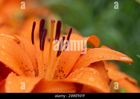 Orange, Pink, Tulpe, Tulipa gesneriana, im Garten, Makroaufnahme in Nahaufnahme mit vielen Details Stockfoto