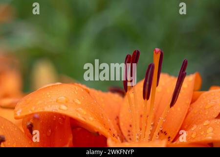 Orange, Pink, Tulpe, Tulipa gesneriana, im Garten, Makroaufnahme in Nahaufnahme mit vielen Details Stockfoto