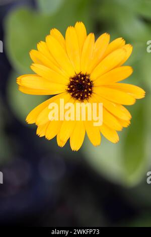 Pot Marigold, Calendula officinalis, Ringelblume, Blume im Garten, Brownsburg-Chatham, Quebec, Kanada, Nahaufnahme, Makro, detailliert Stockfoto