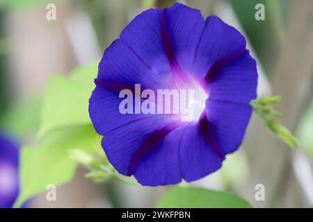 Morning Glory, Ipomoea purpurea, blühend im Sommer, Brownsburg-Chatham, Quebec, Kanada Stockfoto