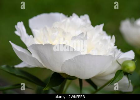 paeonia lactiflora, gemeinsamer Garten Pfingstrose wächst im Hüttengarten, Brownsburg-Chatham, Quebec, Kanada Stockfoto