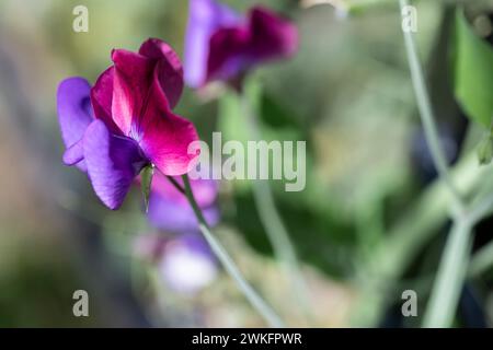 Blühende Süßerbse, Lathyrus odoratus, an sonnigem Tag im Garten Stockfoto