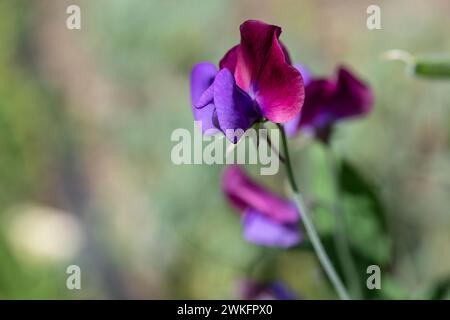 Blühende Süßerbse, Lathyrus odoratus, an sonnigem Tag im Garten Stockfoto