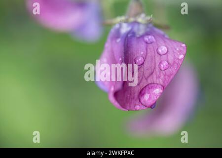 Blühende Süßerbse, Lathyrus odoratus, an sonnigem Tag im Garten mit Wassertropfen Stockfoto