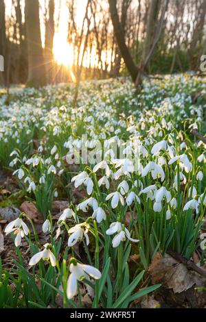 Nahaufnahme von Schneeglöckchen in einem schottischen Wald. Stockfoto