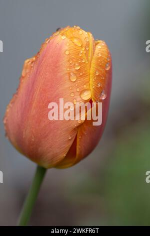 Orange, Pink, Tulpe, Tulipa gesneriana, im Garten, Makroaufnahme in Nahaufnahme mit vielen Details Stockfoto