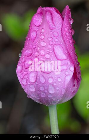 Pink, Tulpe, Tulipa gesneriana, mit Wassertropfen im Garten Stockfoto