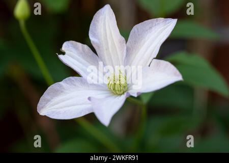 Weiße Clematis-Blume auf der Pflanzenkletterseite des Hauses Stockfoto