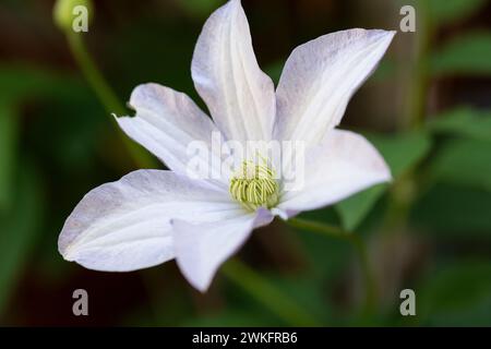 Weiße Clematis-Blume auf der Pflanzenkletterseite des Hauses Stockfoto